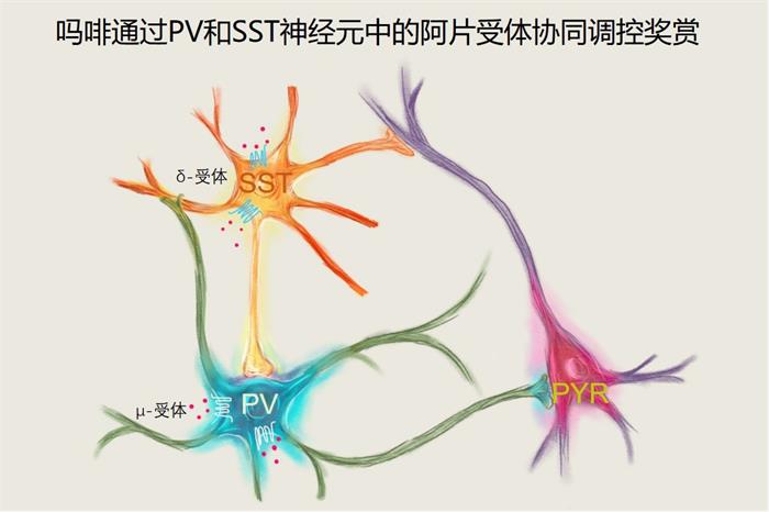 中国科研团队发现鸭嘴龙类新恐龙(图1)