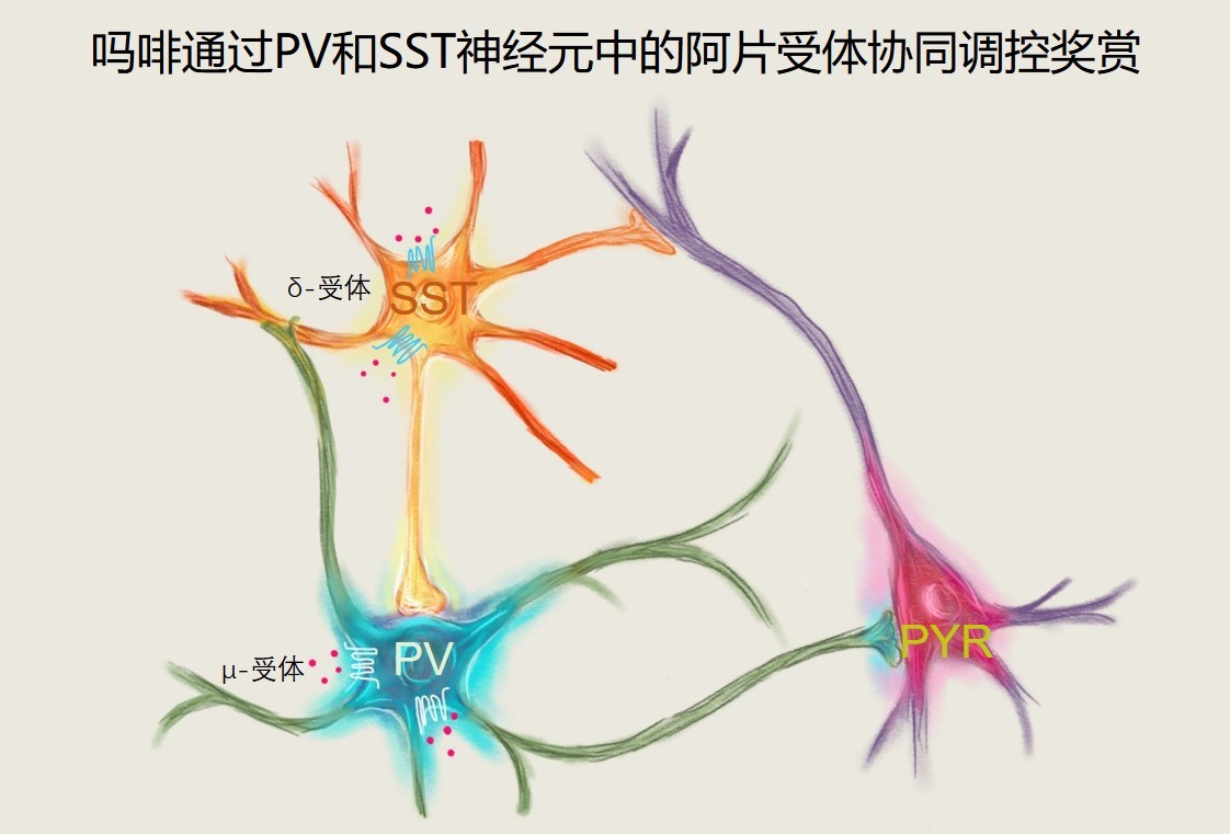国产康复机器人批量上岗上海首家公立康复三级医院中国企业有敏捷的改进闭环(图1)
