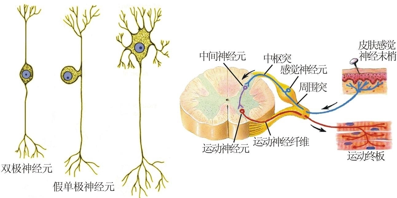 脑机接口落地临床康复广东提速前沿科技产业布局(图1)