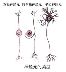 广东团队发现新的灵长类特异神经信息处理机制(图1)