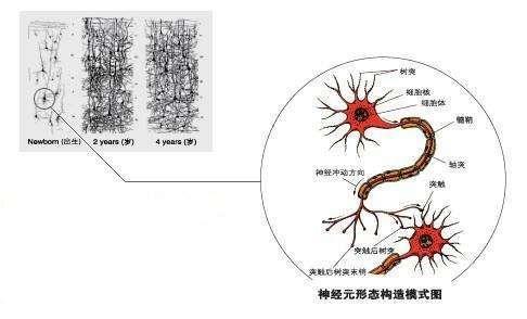 我国团队发现新的灵长类特异神经信息处理机制(图1)