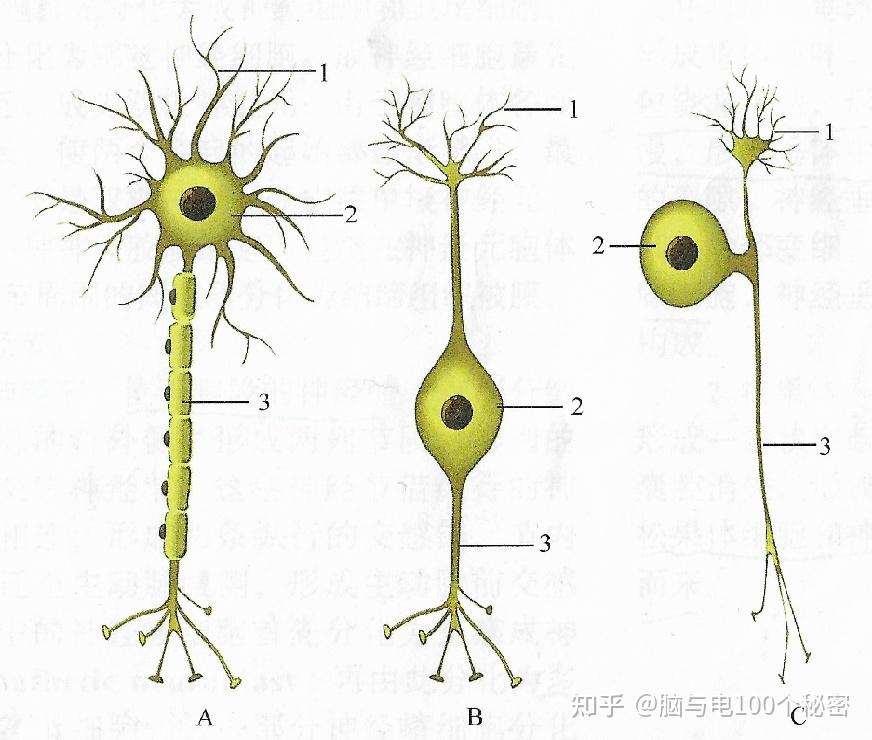 一只猫的疑似颈动脉体起源的局部晚期颈部神经内分泌肿瘤经立体定向体部放疗（SBRT）治疗：病例报告(图1)