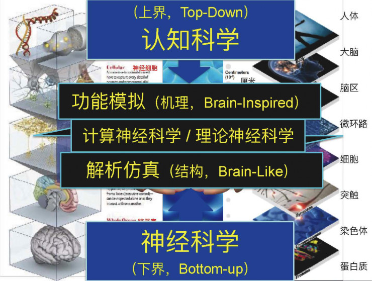 神经形态计算优化(图1)