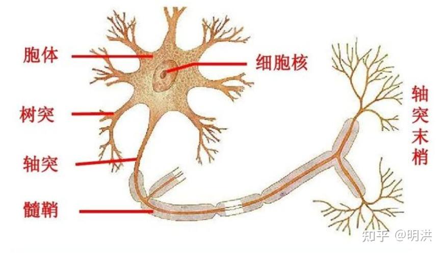 领创医谷获超2亿元B+轮和B++轮融资前瞻布局脑脊接口(图1)