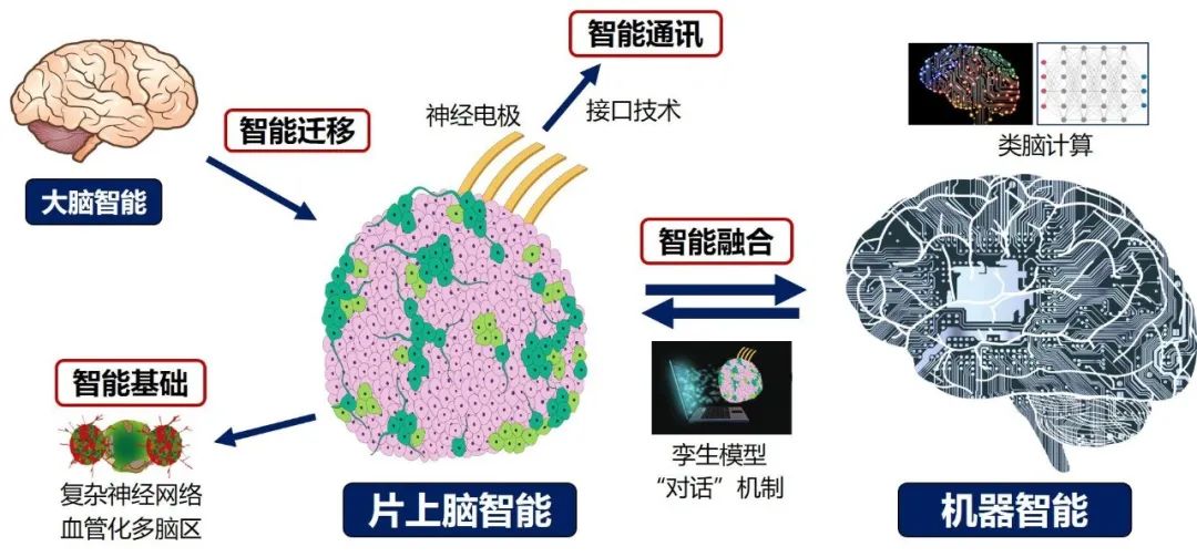 300750拿下海外大单！脑机接口迎新进展12只概念股市盈率不到40倍(图1)