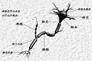 南开大学团队研制全球首款仿生听觉神经接口(图1)