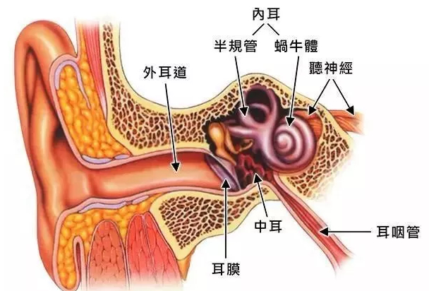 请问神经性耳鸣耳聋能治好吗(图1)